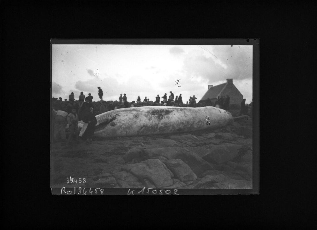 Un rorqual échoué sur la plage de Penmarc'h, en 1913.