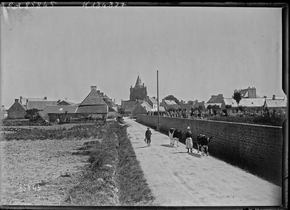 Enfants conduisant des vaches dans le village de Penmarc'h, en 1923.