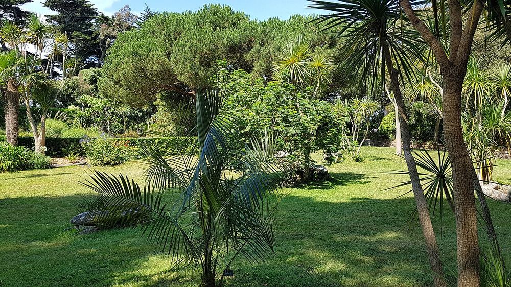 La palmeraie du jardin Georges Delaselle