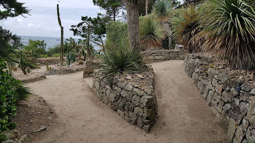 Cactées du jardin exotique de l'île de Batz