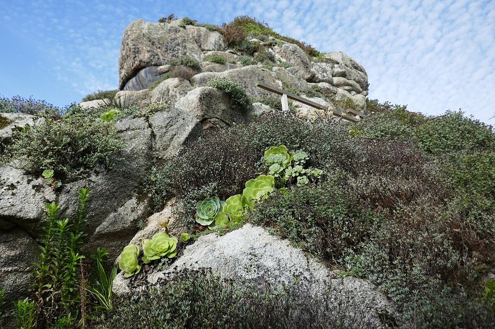 Aeoniums naturalisés sur le rocher du jardin exotique de Roscoff